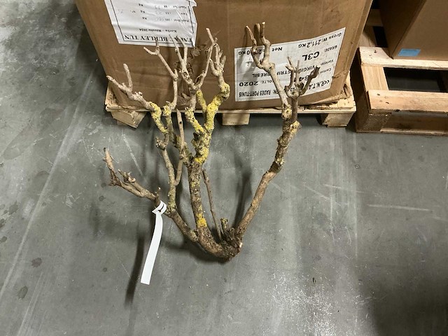 Partij steel sering medium l60-75cm (48x) - afbeelding 4 van  7