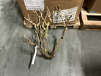 Partij steel sering medium l60-75cm (48x) - afbeelding 4 van  7