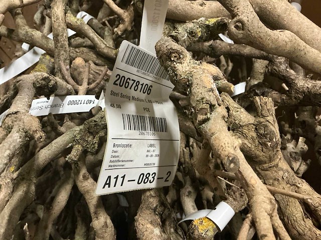 Partij steel sering medium l60-75cm (48x) - afbeelding 6 van  7