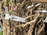 Partij steel sering medium l60-75cm (48x) - afbeelding 7 van  7