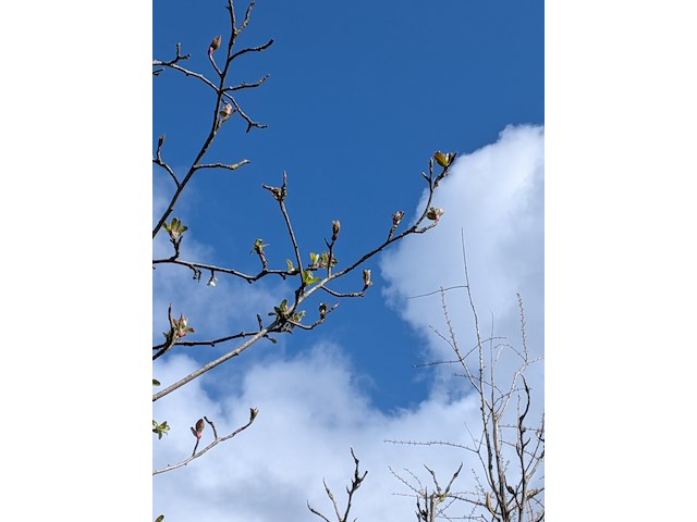 Partij tuinbomen in pot - afbeelding 2 van  64