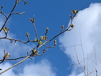 Partij tuinbomen in pot - afbeelding 2 van  64