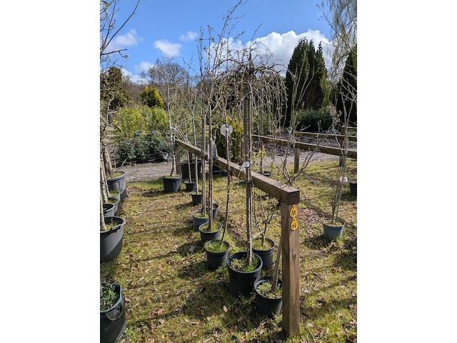 Partij tuinbomen in pot - afbeelding 3 van  64