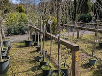Partij tuinbomen in pot - afbeelding 3 van  64