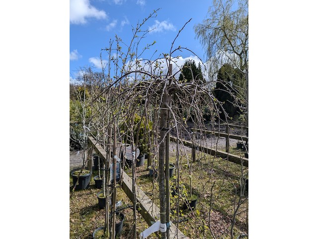 Partij tuinbomen in pot - afbeelding 4 van  64