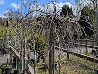 Partij tuinbomen in pot - afbeelding 4 van  64