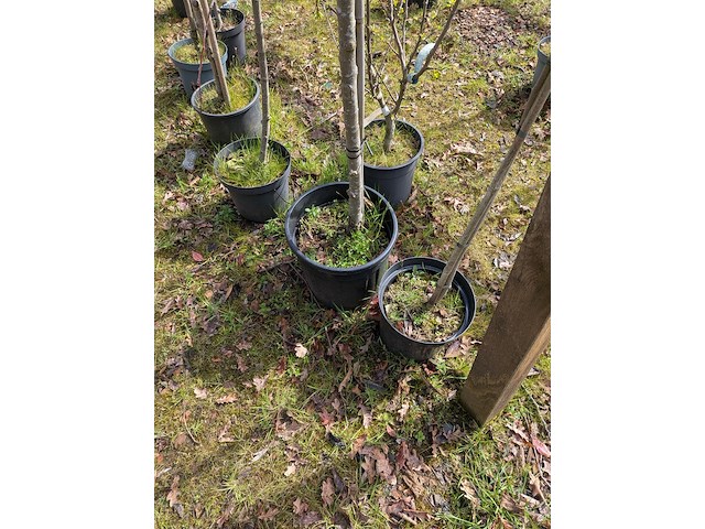 Partij tuinbomen in pot - afbeelding 5 van  64