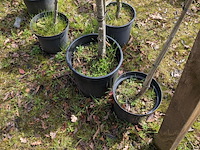 Partij tuinbomen in pot - afbeelding 5 van  64