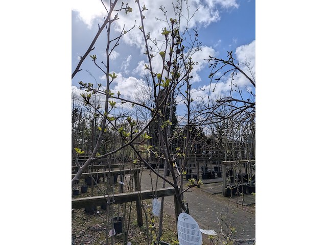 Partij tuinbomen in pot - afbeelding 6 van  64