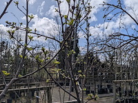 Partij tuinbomen in pot - afbeelding 6 van  64