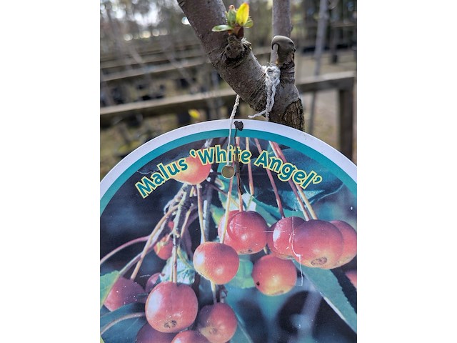 Partij tuinbomen in pot - afbeelding 7 van  64