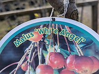 Partij tuinbomen in pot - afbeelding 7 van  64