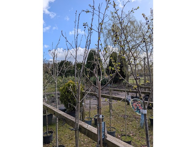 Partij tuinbomen in pot - afbeelding 8 van  64