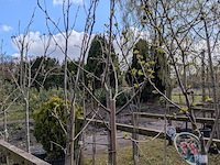 Partij tuinbomen in pot - afbeelding 8 van  64