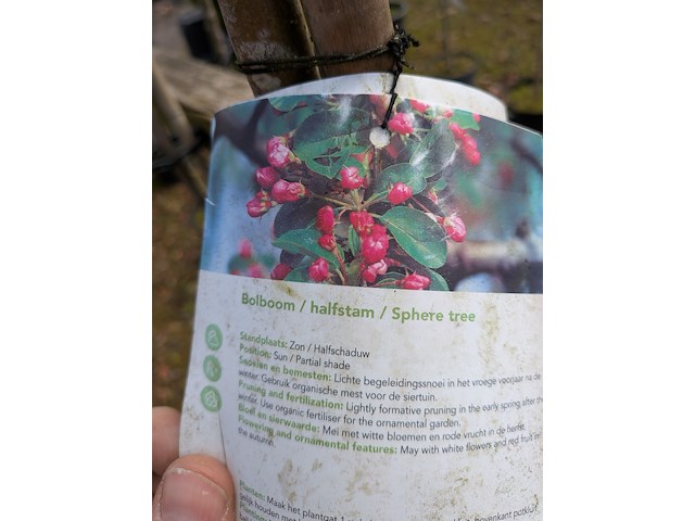 Partij tuinbomen in pot - afbeelding 9 van  64