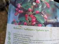 Partij tuinbomen in pot - afbeelding 9 van  64