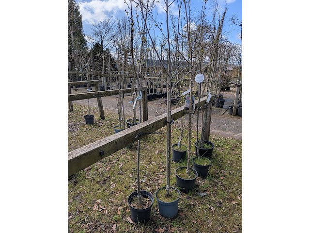 Partij tuinbomen in pot - afbeelding 10 van  64