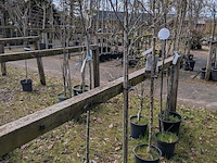 Partij tuinbomen in pot - afbeelding 10 van  64