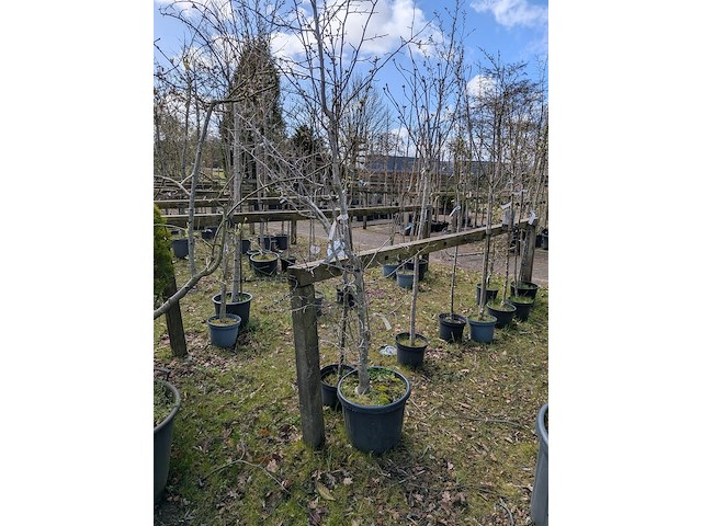 Partij tuinbomen in pot - afbeelding 11 van  64