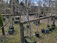 Partij tuinbomen in pot - afbeelding 11 van  64