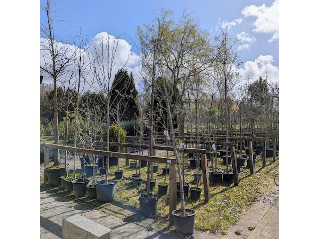 Partij tuinbomen in pot - afbeelding 1 van  64