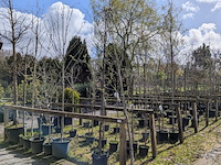 Partij tuinbomen in pot - afbeelding 1 van  64
