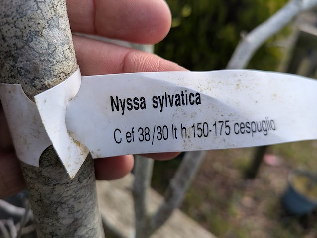 Partij tuinbomen in pot - afbeelding 13 van  64