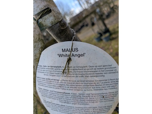 Partij tuinbomen in pot - afbeelding 14 van  64