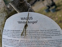 Partij tuinbomen in pot - afbeelding 14 van  64