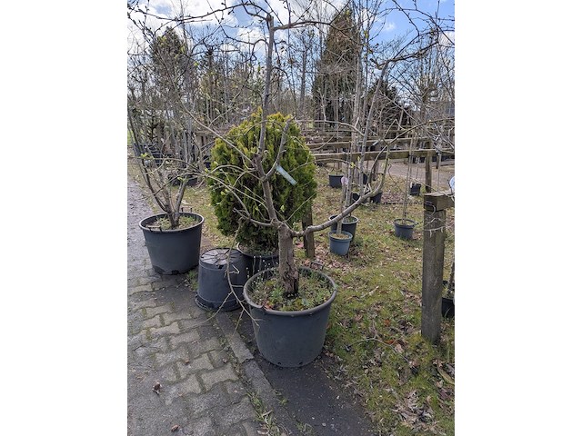 Partij tuinbomen in pot - afbeelding 15 van  64