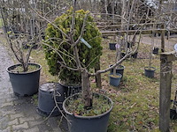 Partij tuinbomen in pot - afbeelding 15 van  64