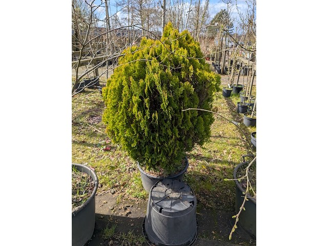 Partij tuinbomen in pot - afbeelding 16 van  64