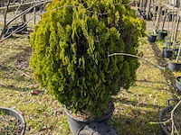 Partij tuinbomen in pot - afbeelding 16 van  64