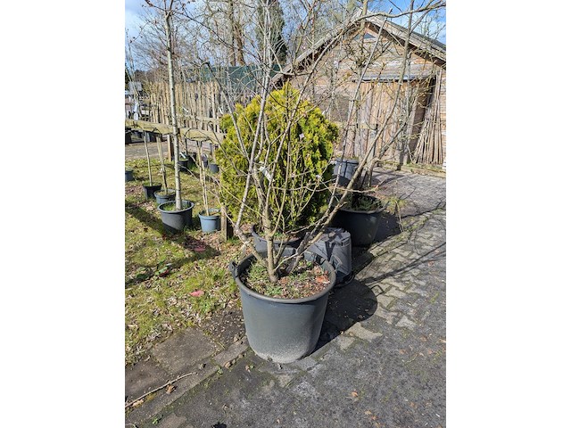 Partij tuinbomen in pot - afbeelding 17 van  64