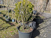 Partij tuinbomen in pot - afbeelding 17 van  64