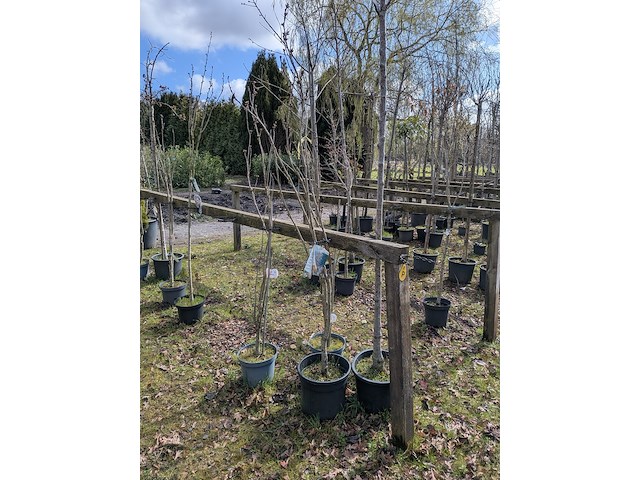 Partij tuinbomen in pot - afbeelding 18 van  64