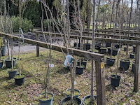 Partij tuinbomen in pot - afbeelding 18 van  64