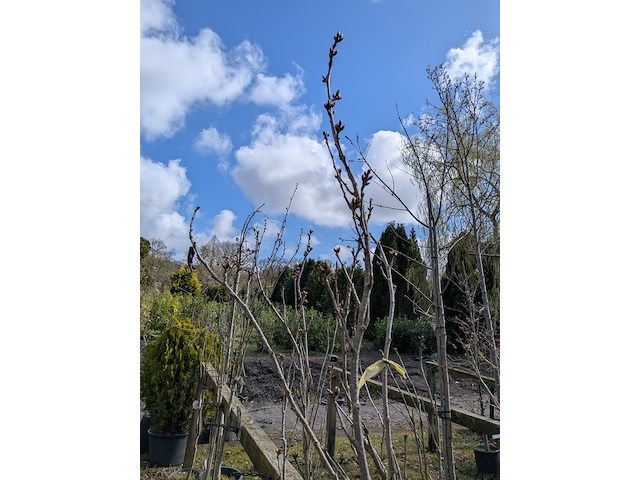 Partij tuinbomen in pot - afbeelding 19 van  64