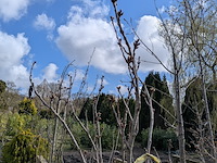 Partij tuinbomen in pot - afbeelding 19 van  64
