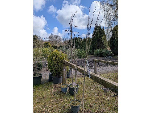 Partij tuinbomen in pot - afbeelding 20 van  64