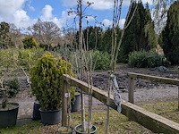 Partij tuinbomen in pot - afbeelding 20 van  64
