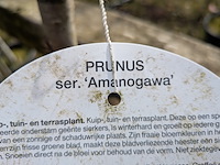 Partij tuinbomen in pot - afbeelding 21 van  64