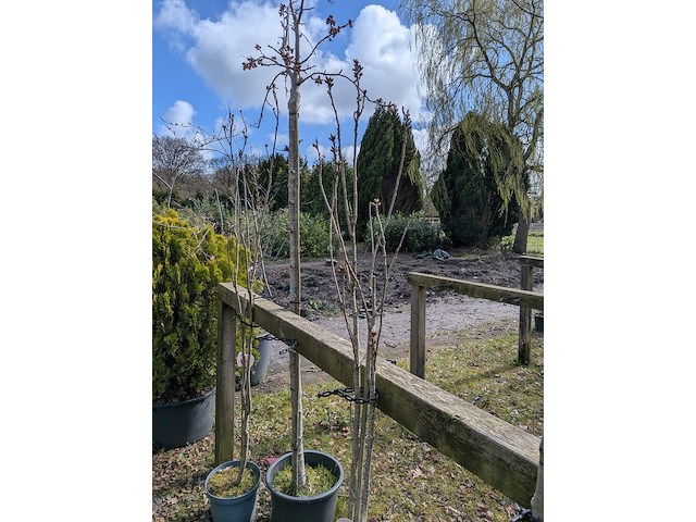 Partij tuinbomen in pot - afbeelding 22 van  64