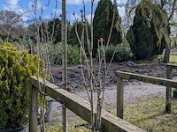 Partij tuinbomen in pot - afbeelding 22 van  64