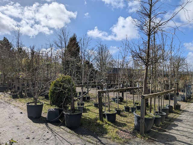 Partij tuinbomen in pot - afbeelding 12 van  64