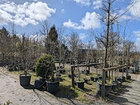 Partij tuinbomen in pot - afbeelding 12 van  64