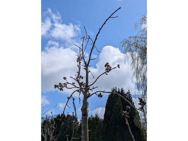 Partij tuinbomen in pot - afbeelding 24 van  64