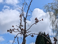 Partij tuinbomen in pot - afbeelding 24 van  64