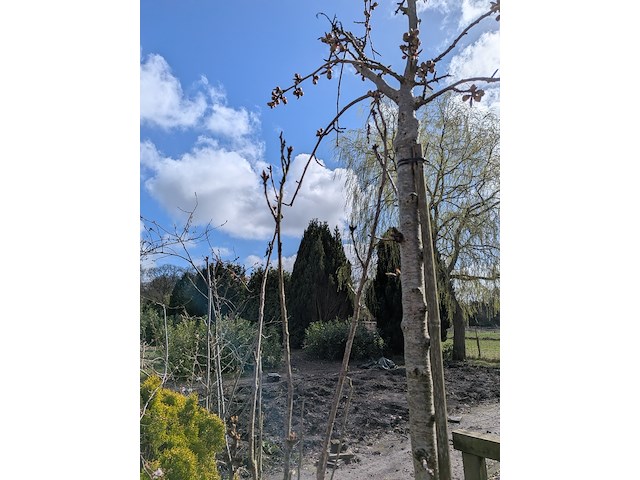 Partij tuinbomen in pot - afbeelding 25 van  64