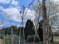 Partij tuinbomen in pot - afbeelding 25 van  64